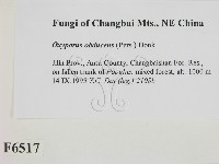 登錄號:F0006517藏品圖，第2張