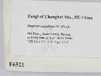 登錄號:F0006521藏品圖，第2張