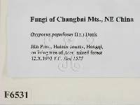 登錄號:F0006531藏品圖，第2張