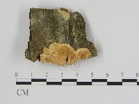 登錄號:F0006533藏品圖，第1張