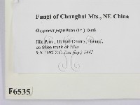 登錄號:F0006535藏品圖，第2張