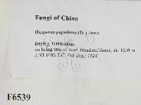 登錄號:F0006539藏品圖，第2張