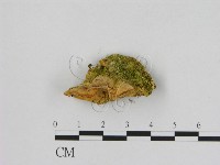 登錄號:F0006540藏品圖，第3張