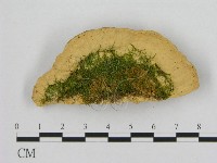 登錄號:F0006543藏品圖，第3張