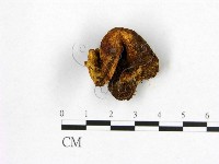 登錄號:F0006550藏品圖，第1張