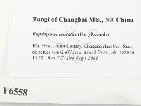 登錄號:F0006558藏品圖，第2張