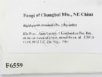 登錄號:F0006559藏品圖，第2張