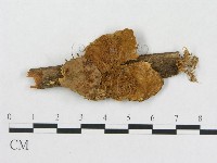 登錄號:F0006560藏品圖，第1張