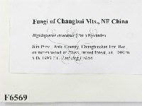 登錄號:F0006569藏品圖，第2張