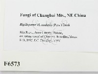 登錄號:F0006573藏品圖，第2張