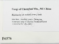 登錄號:F0006576藏品圖，第2張
