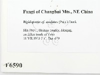 登錄號:F0006590藏品圖，第2張