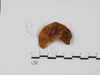 登錄號:F0006593藏品圖，第1張