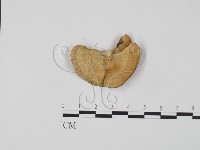 登錄號:F0006593藏品圖，第3張