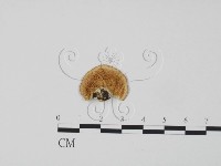 登錄號:F0006594藏品圖，第1張