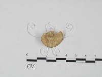 登錄號:F0006594藏品圖，第3張