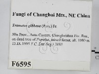 偏腫栓菌藏品圖，第2張