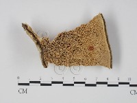 偏腫栓菌藏品圖，第1張