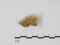 偏腫栓菌藏品圖，第1張