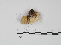 偏腫栓菌藏品圖，第3張