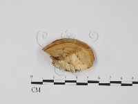 偏腫栓菌藏品圖，第3張