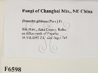 偏腫栓菌藏品圖，第2張