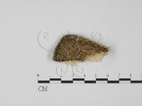 偏腫栓菌藏品圖，第3張