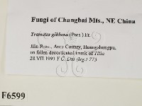 偏腫栓菌藏品圖，第2張