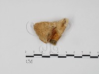 偏腫栓菌藏品圖，第1張