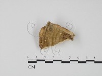 偏腫栓菌藏品圖，第3張