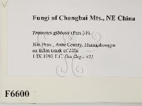 偏腫栓菌藏品圖，第2張