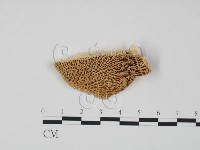 偏腫栓菌藏品圖，第1張