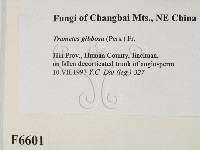 偏腫栓菌藏品圖，第2張