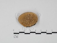 偏腫栓菌藏品圖，第1張