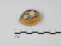 偏腫栓菌藏品圖，第3張