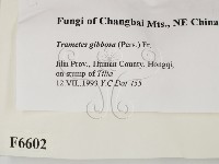 偏腫栓菌藏品圖，第2張