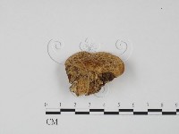 偏腫栓菌藏品圖，第3張