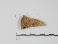 偏腫栓菌藏品圖，第1張