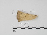 偏腫栓菌藏品圖，第3張