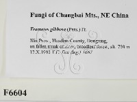 偏腫栓菌藏品圖，第2張