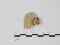 偏腫栓菌藏品圖，第3張