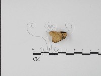 偏腫栓菌藏品圖，第3張