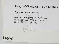 偏腫栓菌藏品圖，第2張