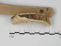 偏腫栓菌藏品圖，第3張