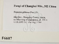 偏腫栓菌藏品圖，第2張