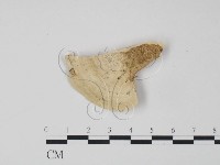 偏腫栓菌藏品圖，第3張