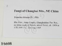 登錄號:F0006608藏品圖，第2張