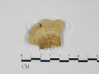 登錄號:F0006608藏品圖，第3張