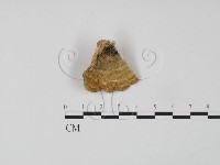 登錄號:F0006609藏品圖，第1張