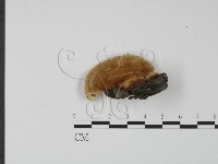 登錄號:F0006610藏品圖，第3張